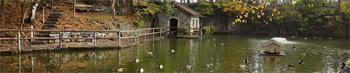 Ein Teich mit Enten darin